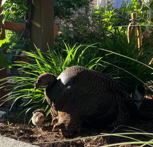 Came face to face with a mother turkey and a LOT of little poults at work today!  (Like, seriously, 