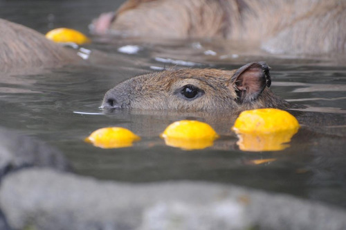 japanese-plants:Bathing with whole yuzu fruits on Tōji, the winter solstice, is a custom that date