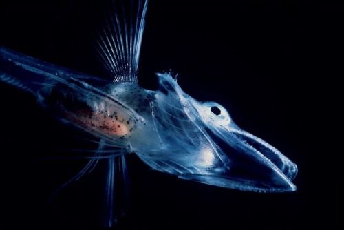 The Bloodless IcefishThe bloodless icefish (also known as the crocodile icefish) resides in the cold