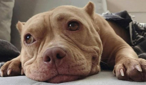 I Haven't Been Active As Much On Tumbler... So Here Have Some Pitbulls.