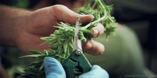 weedporndaily:  Trimming trees on American Weed 