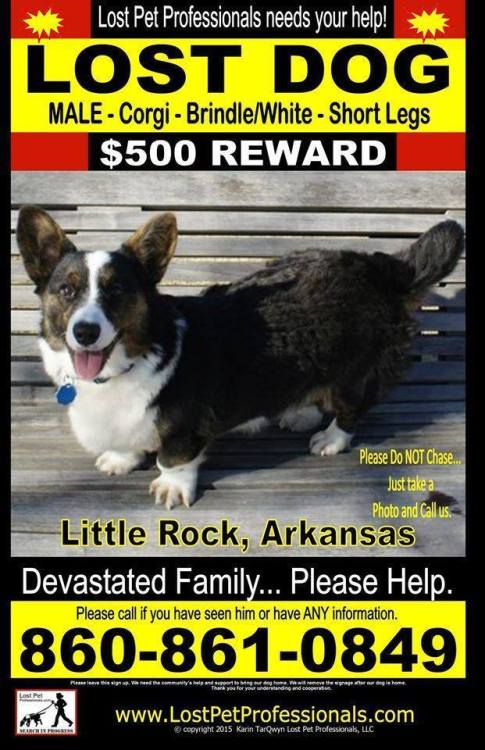 jasperislington:
“Please share this and help reunite a serviceman and beloved Corgi.
“Ruehls’ "hudad” Joel was serving in the Army and on leave out of the country when his petsitter said Ruehls went missing. Joel lives in Texas but has traveled to...
