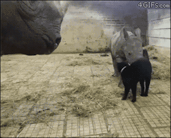 4gifs:They are cautiously optimistic about this furry, hornless rhino. [video]