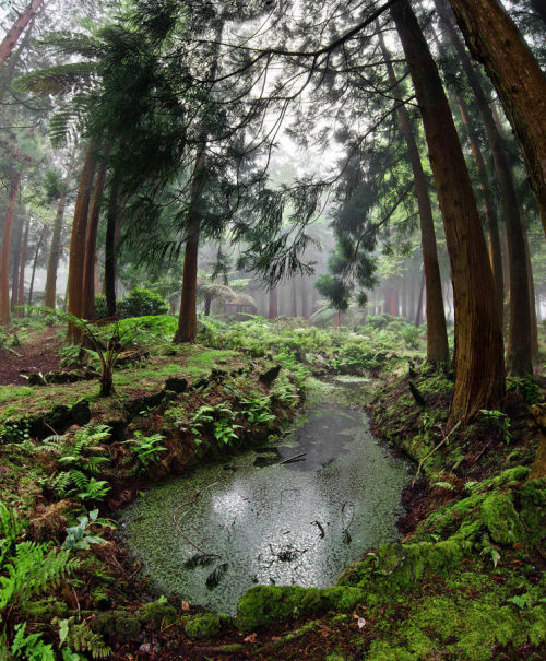 travelgurus:  Lost world by Maksym Kvitkov at Forest park Sao Jorge, Açores  Explore the Beauty of t