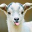 hrngngngoat