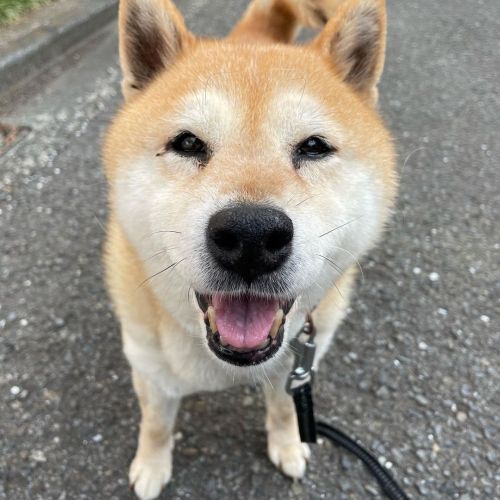 今日もまた笑顔で過ごしましょう #dog #doge #shiba #shibe #shibainu #shibastagram #komugi #柴犬 #赤柴 #しばいぬ #柴犬の小麦さん #14歳