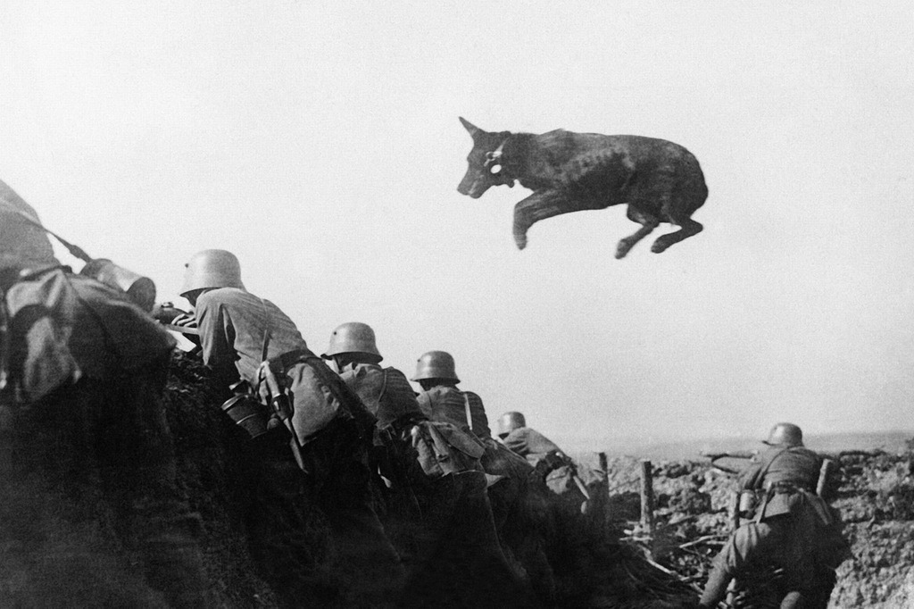 Society and Civilization — Animal Heroes of World War I During World War I ,...