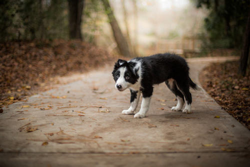 tempurafriedhappiness:  Kahlua @ 12 weeks, pt. 2 