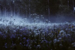 The Hanging Garden