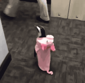 gifsboom:Koko Penguin Ready For Holloween