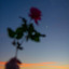 lonelythereader