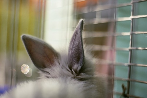 Bunny ears are so adorable. (via Саша Ермолаева)