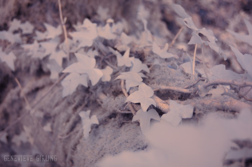 Moss and ivy covered branches.Taken with an infrared converted camera.