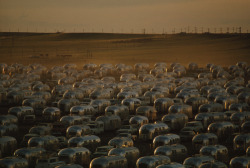 unrar:    Hundreds of trailers of the The Wally Byam Caravan Club leave camp, William Albert Allard. 