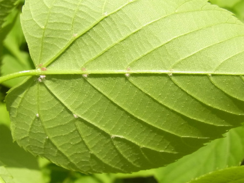 A young leaf of Tilia japonica.   シナノキの若葉（裏側）