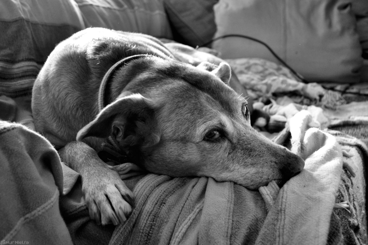 nurnielfa:  A sleepy Lula wants to wish you all a happy 2016