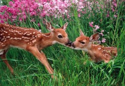 gardenofgod:  Roe Deer Fawns in Spring Meadow, by Erwin and Peggy Bauer.