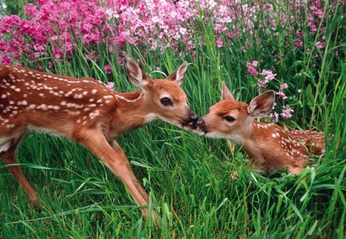 gardenofgod: Roe Deer Fawns in Spring Meadow, by Erwin and Peggy Bauer.