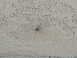 I think I found what&rsquo;s been making those funnel webs on the walls outside