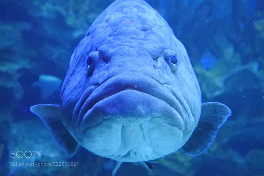 socialfoto:Stubborn Fish  by BivashBala