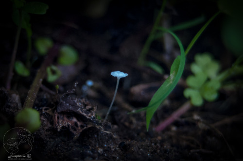 junepirtree:Tiniest little mushrooms