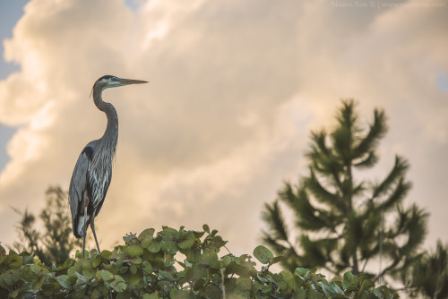 A great blue heron Ardea herodias posing on a branch as the sun sets in the background. 