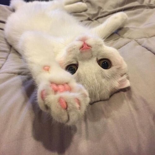 purrfectsquad: This cat deserves the world. | Credit here