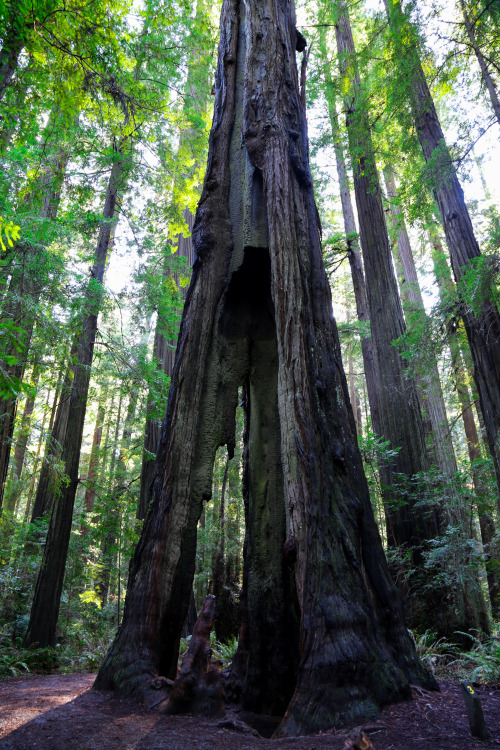 eartheld:n-c-x:vhord:steepravine:Towering See-Through RedwoodI FINALLY visited the old growth forest