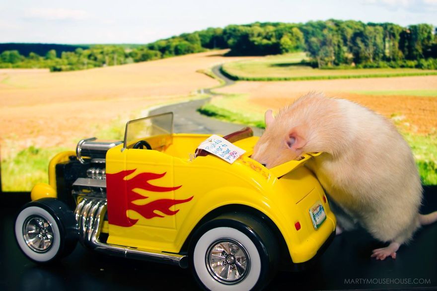 tastefullyoffensive:  The Adorable Adventures of Marty Mouse (photos via MartyMouseHouse)Previously: The
