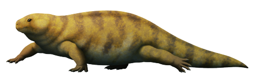 A group of early tetrapods known as diadectids were some of the first land animals to become special