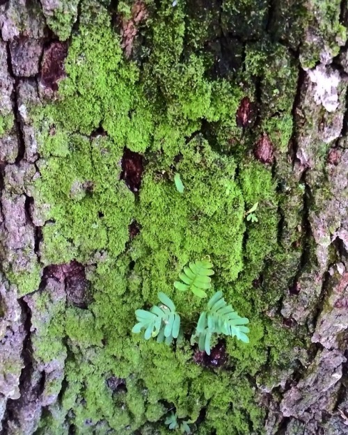 The work of rain yeilds a harvest of moss and ferns. . #ferns #moss #tree  . #introvertedtraveler #l