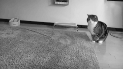 babyanimalposts:  feeling down? you need this baby animal blog