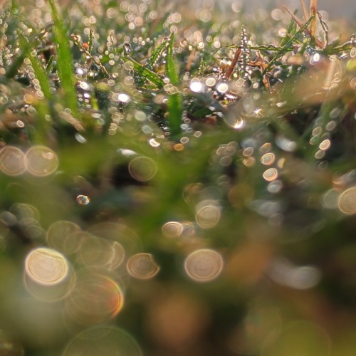 morning dew,photo by Nj.