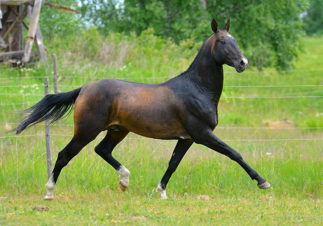 thequeerblackequestrian:  all-the-horses:   horsesanddogsandmen:  all-the-horses: