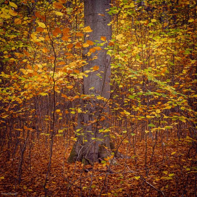 Autumn miniatures