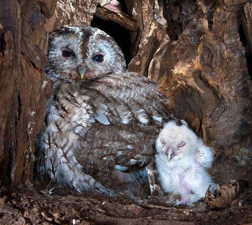 birdblues: Tawny Owl