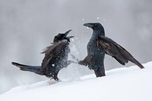 snowball fight