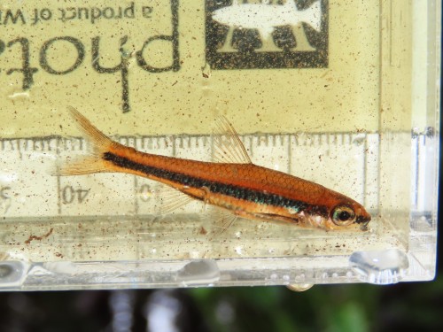 Beasts And Creatures From The Swamp (Notropis Chalybeaus, Alligator Mississippiens, Tettigidea Sp)