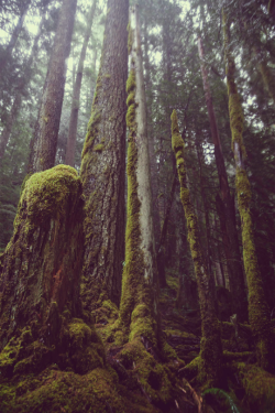expressions-of-nature:  The Emerald Forest by Mako Miyamoto