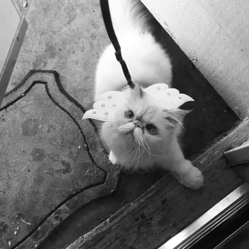 lucifurfluffypants:The Standoff #fluffypantsdaily #persian #cat #catsofinstagram #walkies
