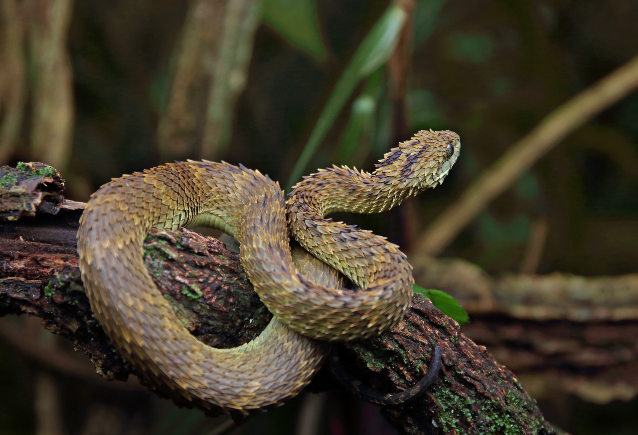 The Spiny Bush Viper