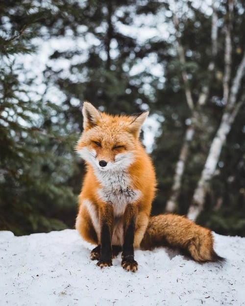 everythingfox:Untitled by Alex Boudens