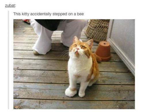 itsstuckyinmyhead:The Cats of Tumblr