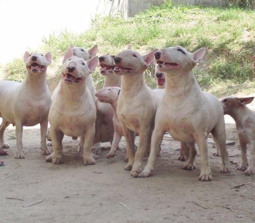 fuckyeahenglishbullterriers:English Bull Terriers Australia