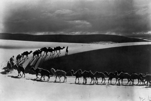 A camel caravan carries supplies for a scientific expedition in the Gobi Desert, June 1933.Photograp