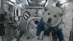 animal-factbook:  In 1996, the National Aeronautics and Space Administration (NASA) received 9.4 billion dollars from the U.S. Congress to begin a series of tests to send animals into space. The tests were successful, as NASA was able to develop space