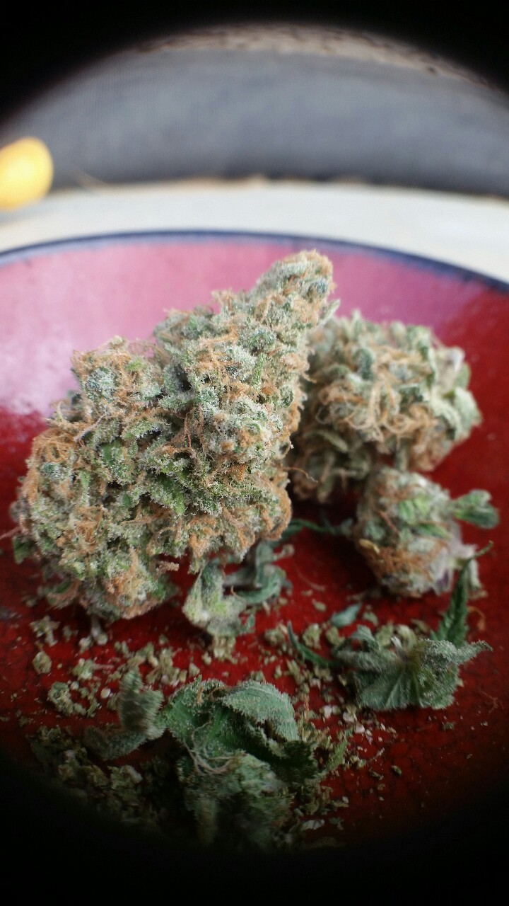 dabivore:  Some nuggets of Blue Dream.