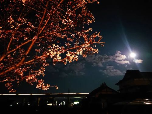 五分咲きほどの夜桜と満月と新幹線 盛岡も桜咲きはじめました #cherryblossom #train #moon #iwate #morioka #桜 #お花見 #夜桜 #お月見 #岩手 #盛岡 #