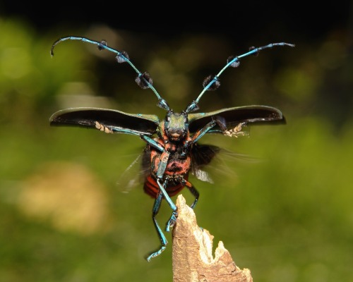 sinobug:Getting Airborne  We, as naturally aeronautically-challenged beings, romantasise the freedom