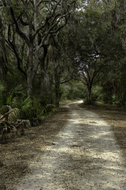 mrandrewsmith:  Pathway on Pinckney Island